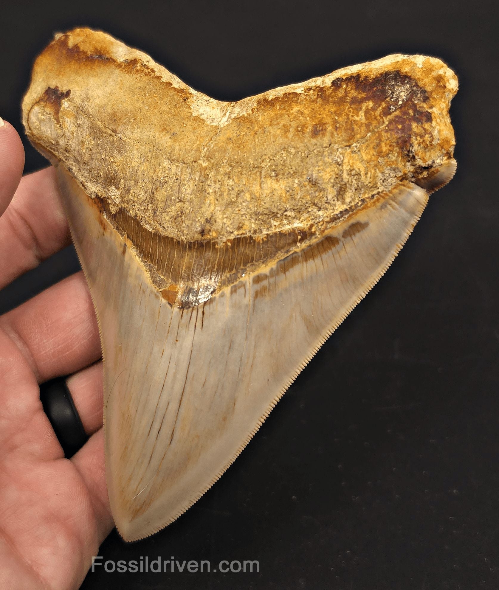 Pathological, 4.93" Fossil Megalodon Tooth - Java, Indonesia - Fossil Driven