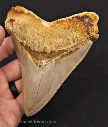 Pathological, 4.93" Fossil Megalodon Tooth - Java, Indonesia - Fossil Driven