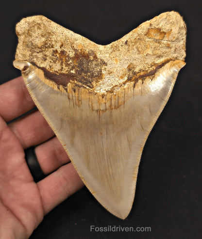 Pathological, 4.93" Fossil Megalodon Tooth - Java, Indonesia - Fossil Driven