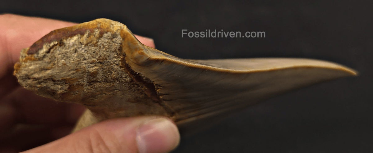 Pathological, 4.93" Fossil Megalodon Tooth - Java, Indonesia - Fossil Driven