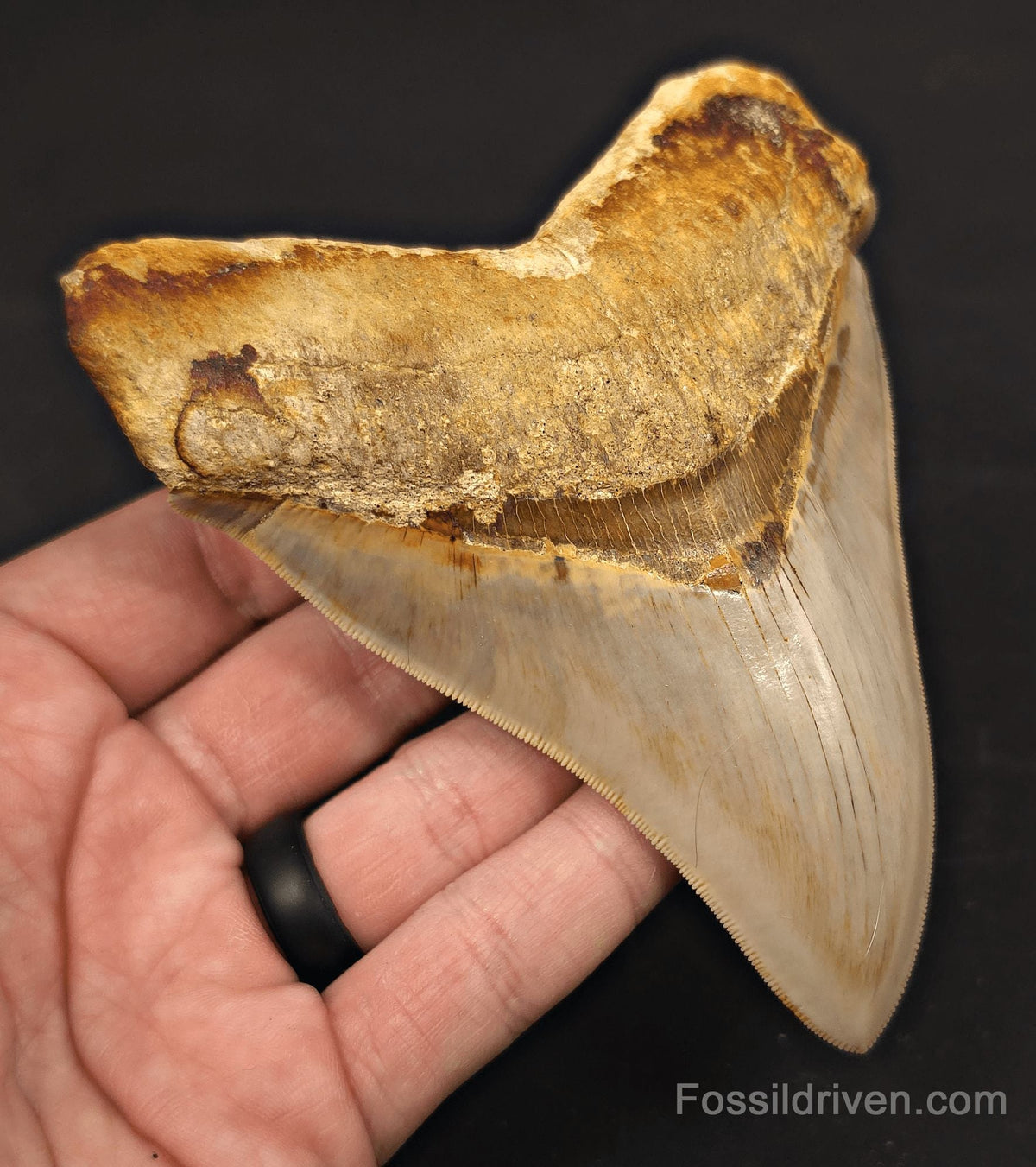 Pathological, 4.93" Fossil Megalodon Tooth - Java, Indonesia - Fossil Driven