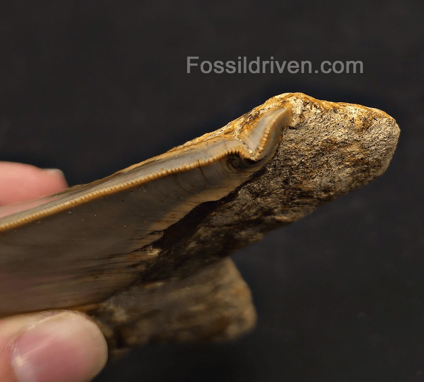 Pathological, 4.93" Fossil Megalodon Tooth - Java, Indonesia - Fossil Driven