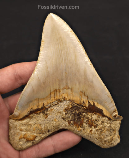 Pathological, 4.93" Fossil Megalodon Tooth - Java, Indonesia - Fossil Driven