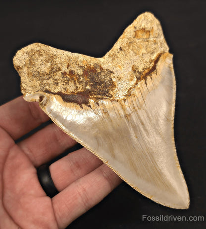Pathological, 4.93" Fossil Megalodon Tooth - Java, Indonesia - Fossil Driven
