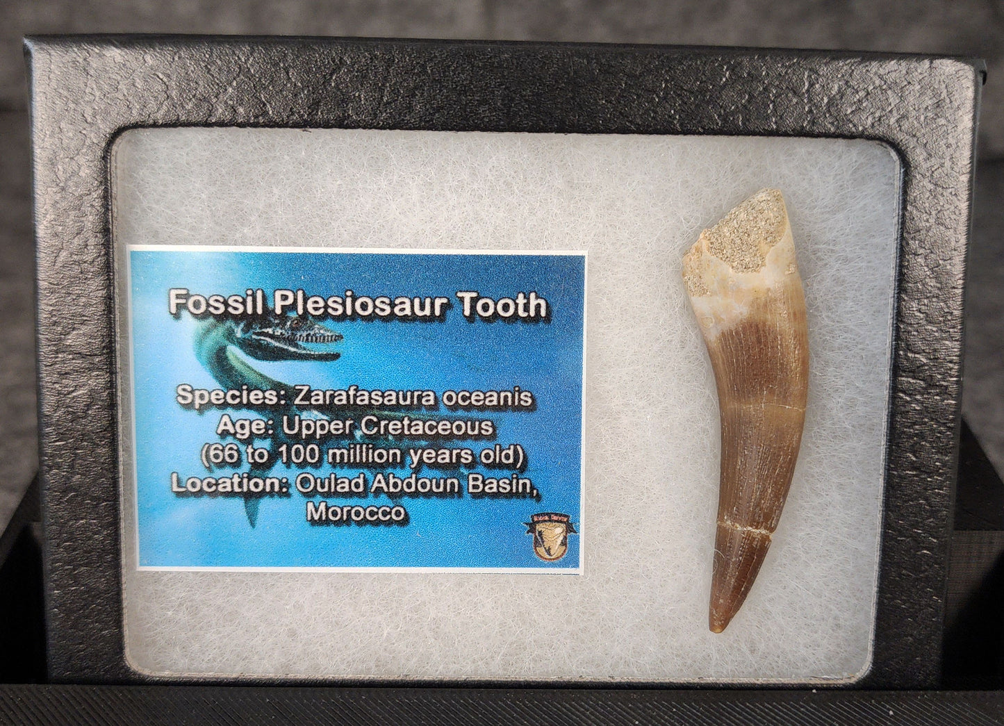 Close-up of 2.18-inch Plesiosaur fossil tooth from Morocco showing texture