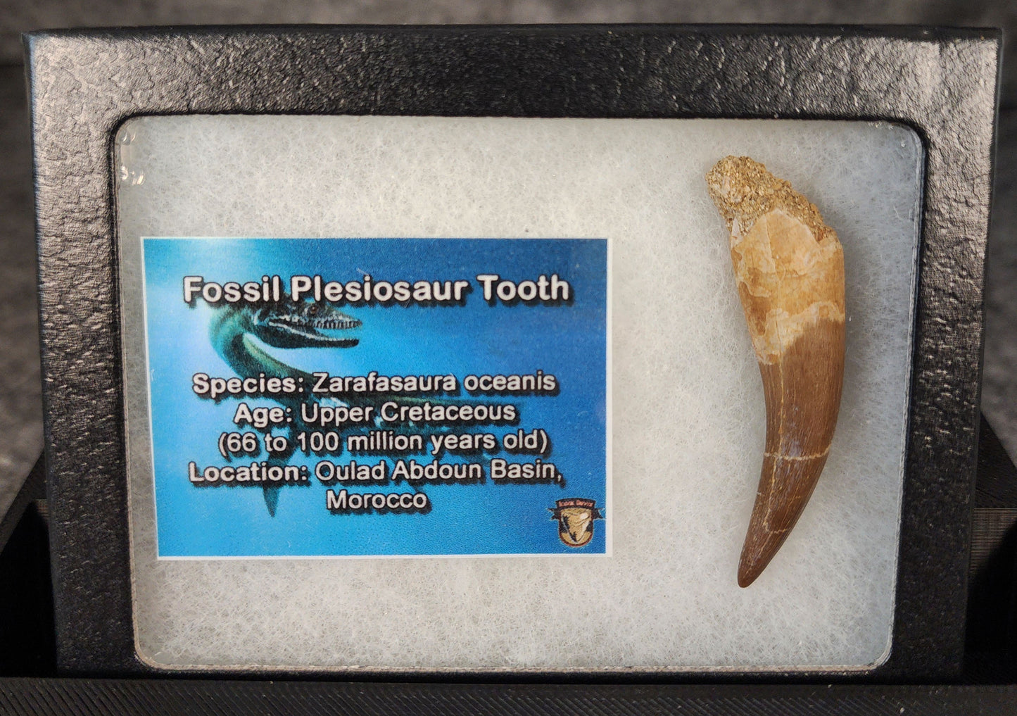 Detailed view of 2.08-inch Plesiosaur fossil tooth from Morocco