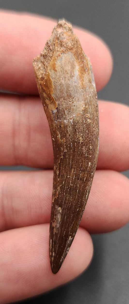1.99 inch Plesiosaur tooth fossil from Morocco – angled view showing conical shape, enamel ridges, and natural cracks