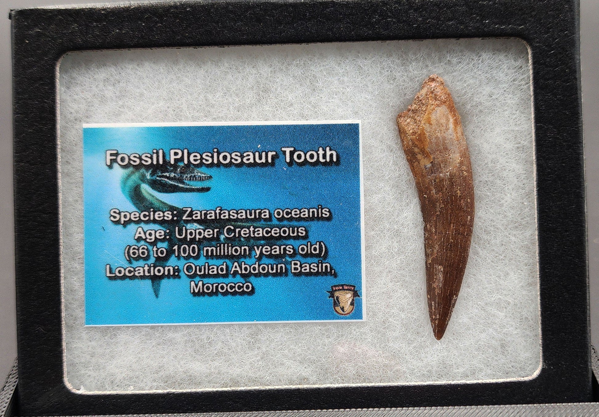 Authentic 1.99 inch Zarafasaura plesiosaur tooth – close-up highlighting reconstructed cracks, root detail, and matrix remnants