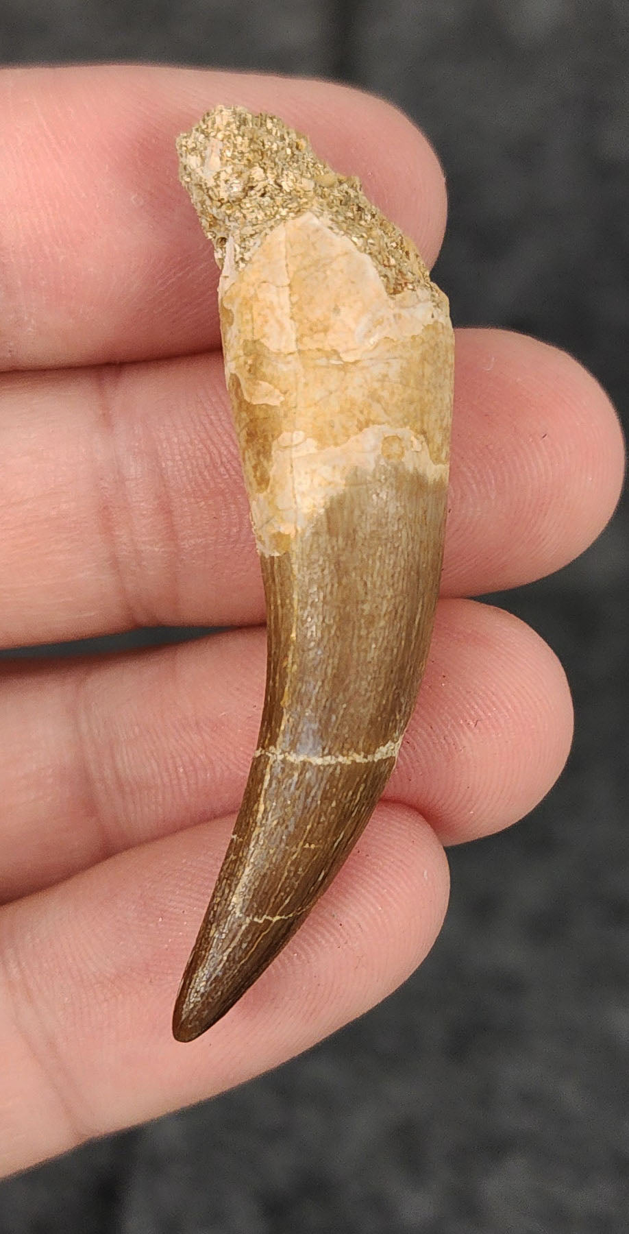 Authentic 2.08-inch Plesiosaur tooth fossil from Morocco - full view
