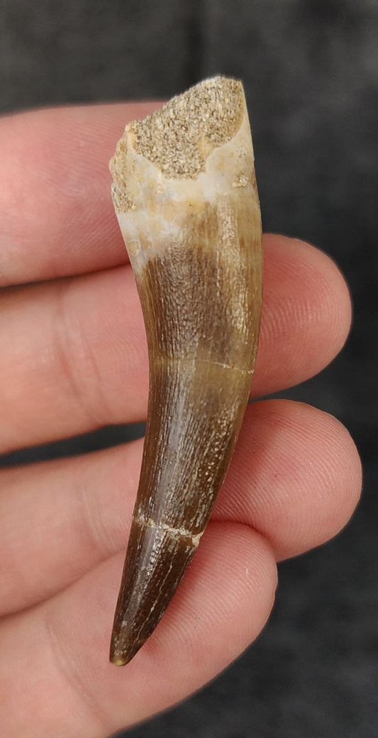 Authentic 2.18-inch fossil Plesiosaur tooth from Morocco - full view