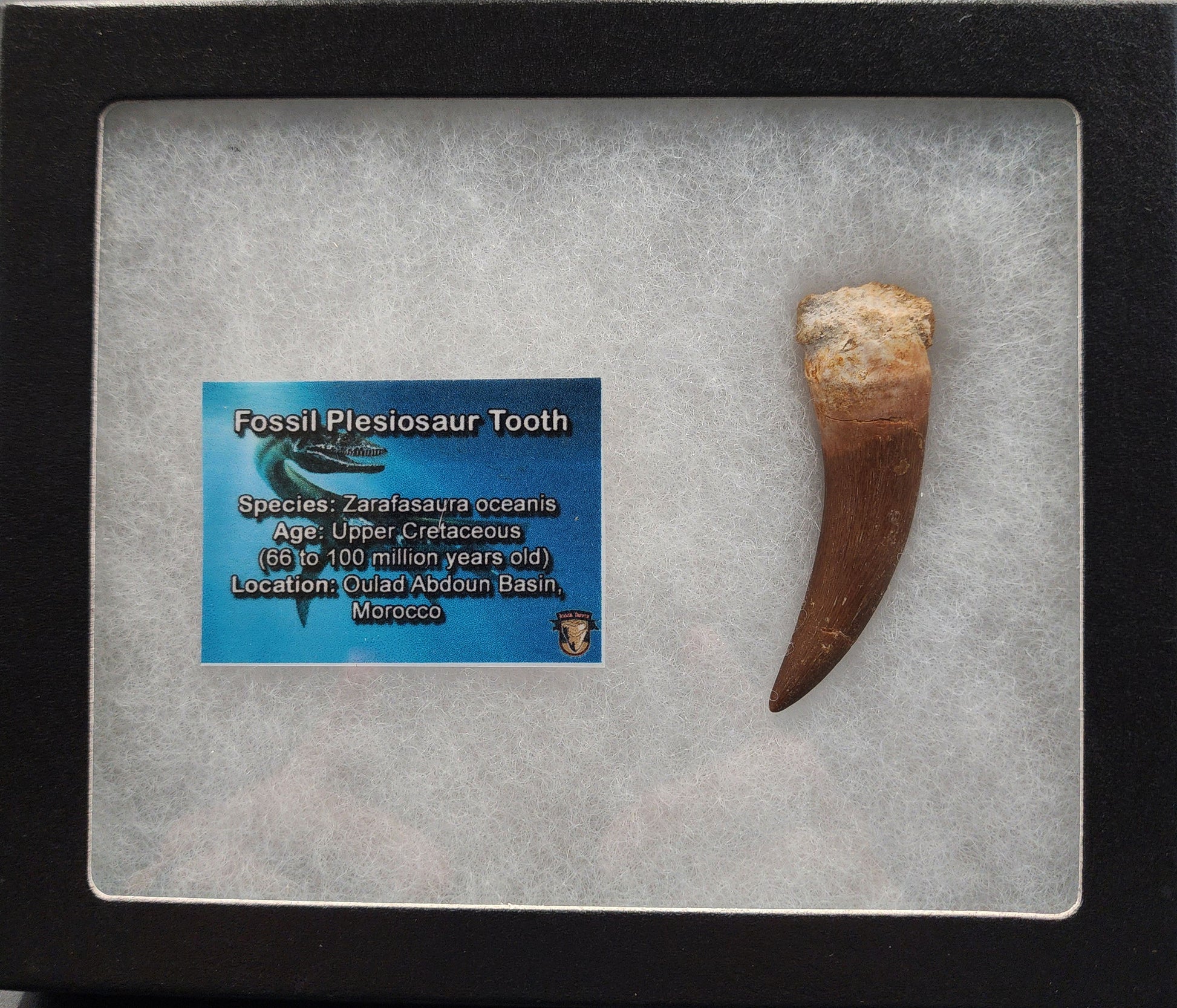 Authentic 2.22 inch rooted plesiosaur tooth from Morocco – close-up highlighting repaired fissures and enamel ridges