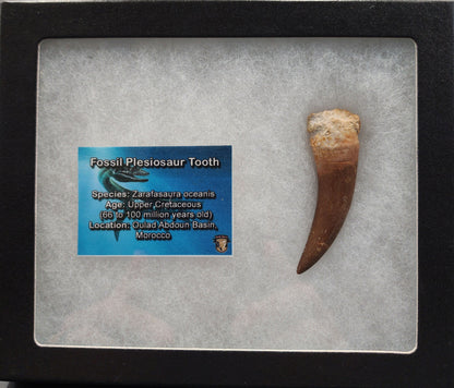 Authentic 2.22 inch rooted plesiosaur tooth from Morocco – close-up highlighting repaired fissures and enamel ridges