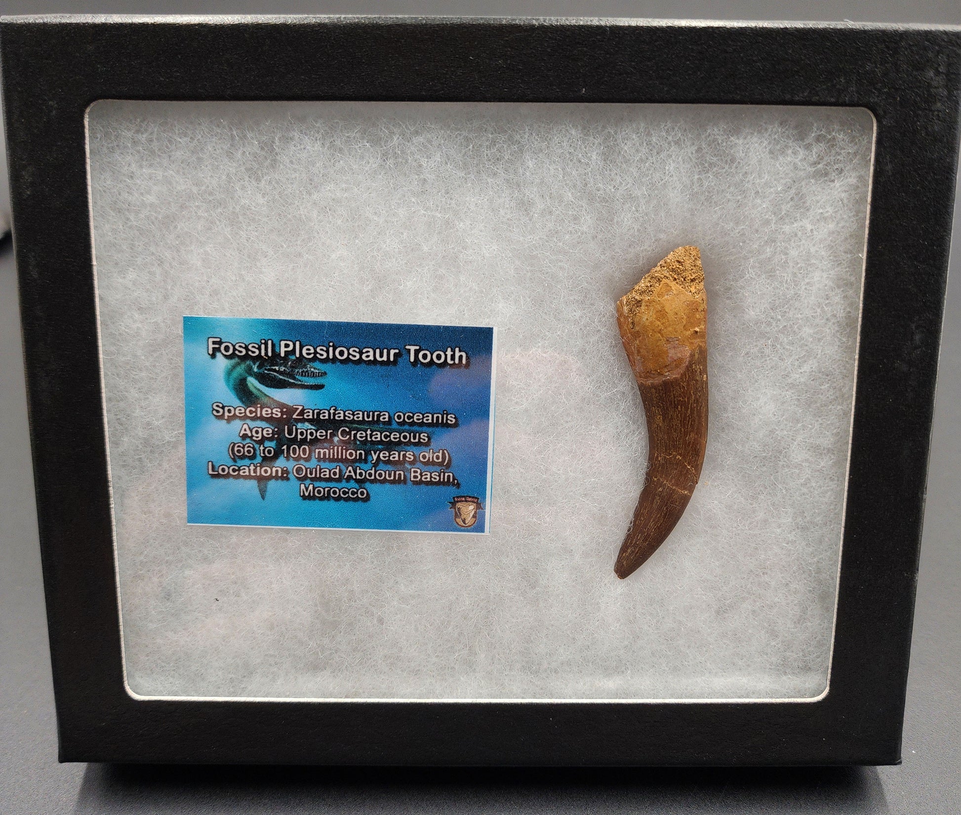 Authentic 2.36 inch plesiosaur tooth fossil from Morocco – close‑up highlighting enamel texture, root remnant, and natural coloration