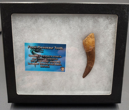 Authentic 2.36 inch plesiosaur tooth fossil from Morocco – close‑up highlighting enamel texture, root remnant, and natural coloration