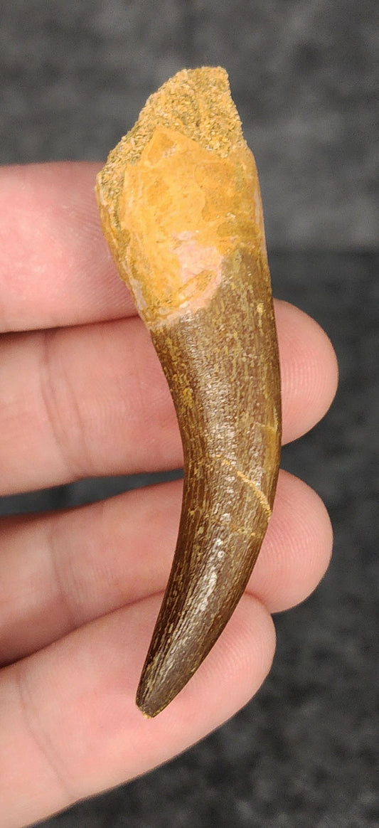 Authentic 2.36-inch Plesiosaur tooth fossil from Morocco - full view