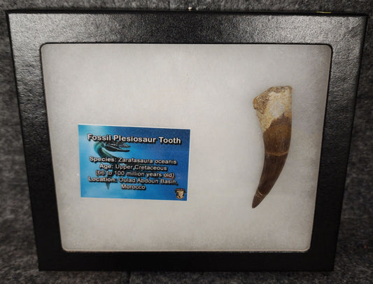 Authentic 2.46-inch fossil Plesiosaur tooth from Morocco - full view