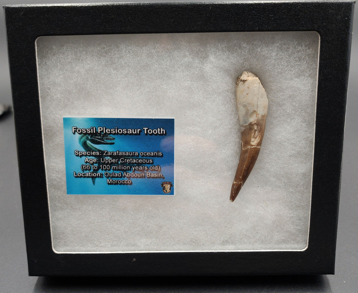 Authentic 2.50 inch Zarafasaura plesiosaur tooth – close‑up highlighting glossy enamel, natural coloration, root base, and mineral matrix