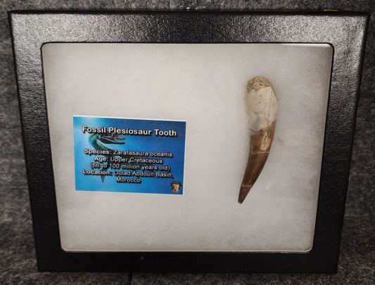 Authentic 2.50-inch fossil Plesiosaur tooth from Morocco - full view
