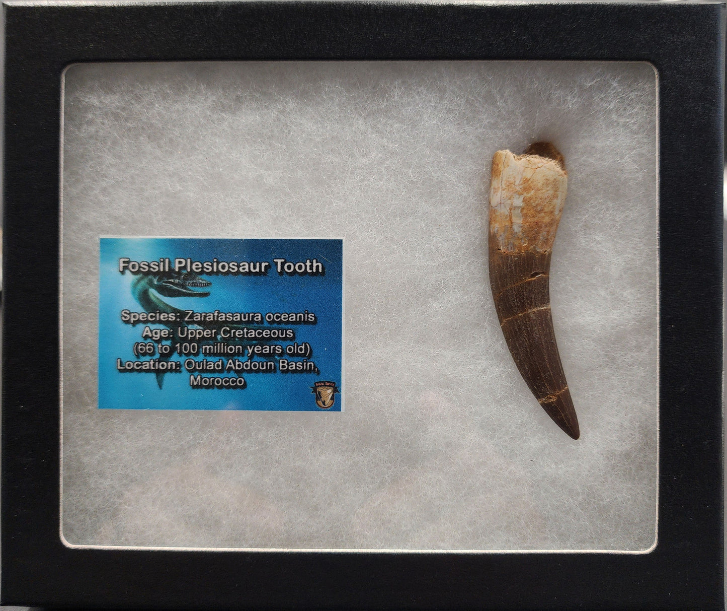 Authentic 2.65 inch plesiosaur tooth – close‑up highlighting root remnant, enamel texture, and repaired cracks