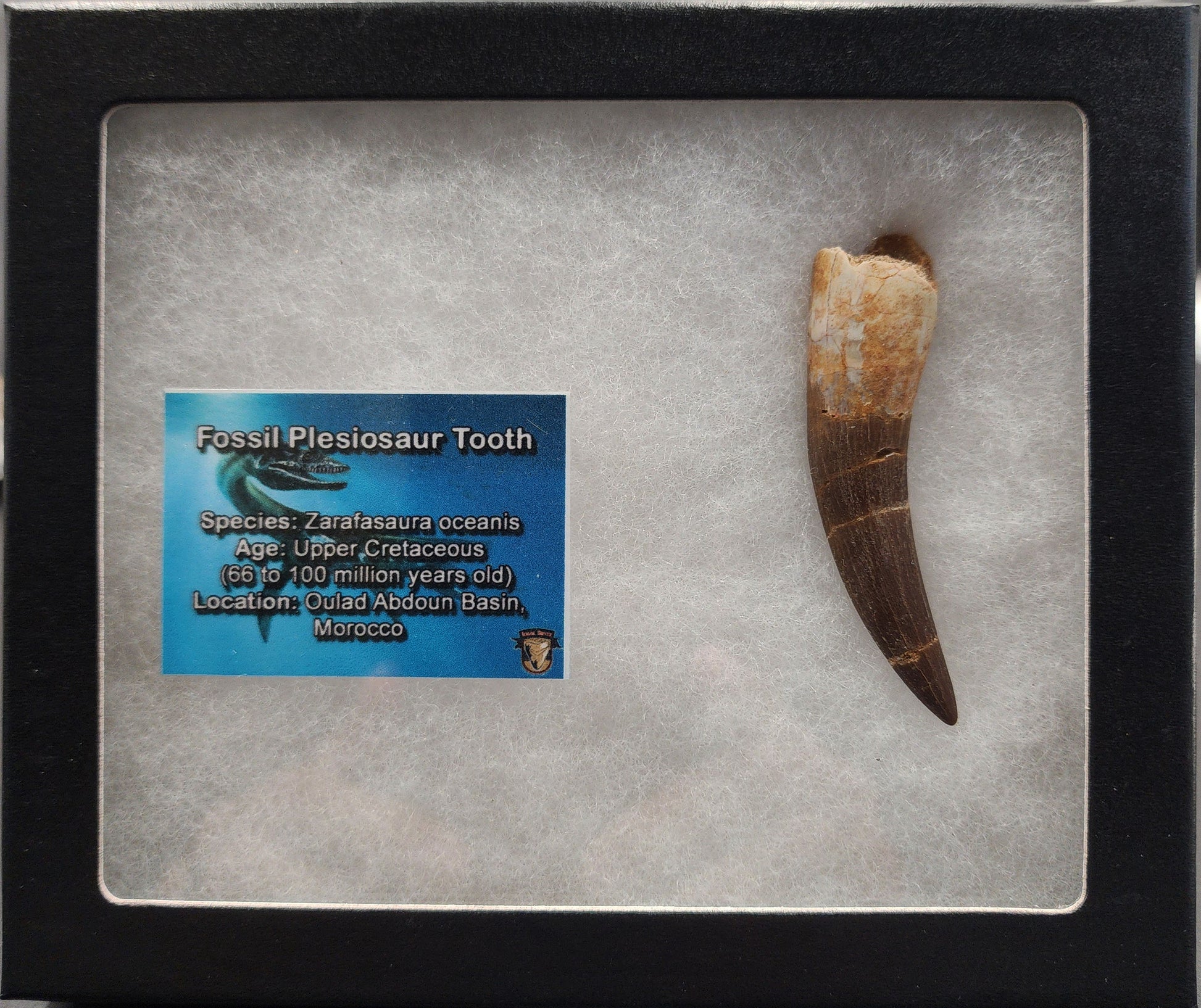 Authentic 2.65 inch plesiosaur tooth – close‑up highlighting root remnant, enamel texture, and repaired cracks