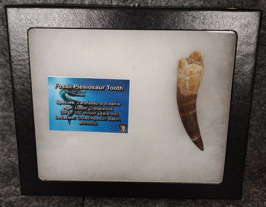 Authentic 2.65-inch fossil Plesiosaur tooth from Morocco - full view