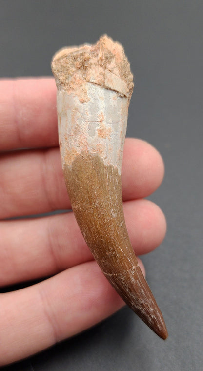 2.78 inch Plesiosaur tooth fossil from Morocco – angled side view showing curved conical crown, enamel ridges, and natural surface texture