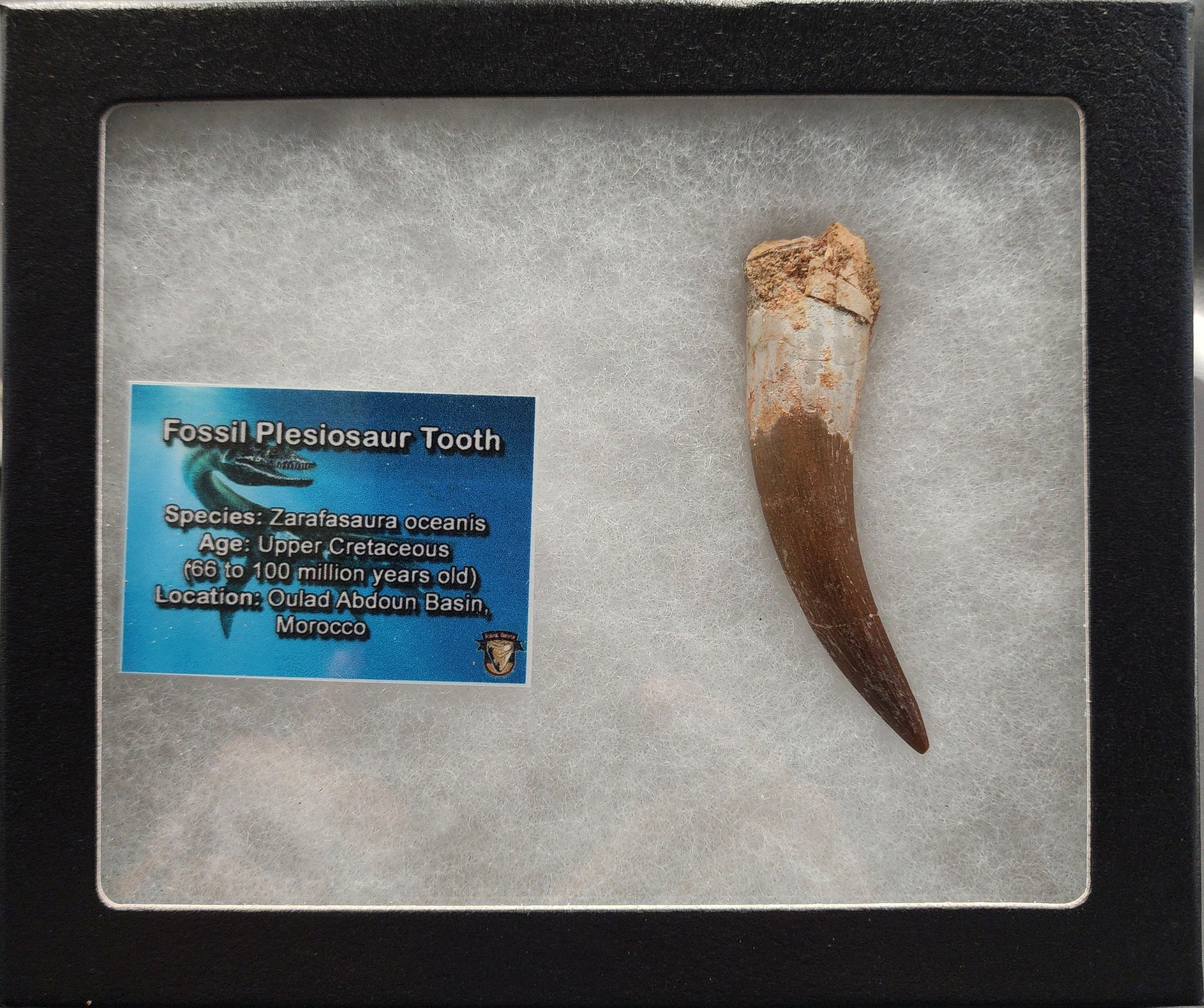 Authentic 2.78 inch plesiosaur tooth fossil – close‑up highlighting root base, repaired crack lines, and mineral matrix remnants