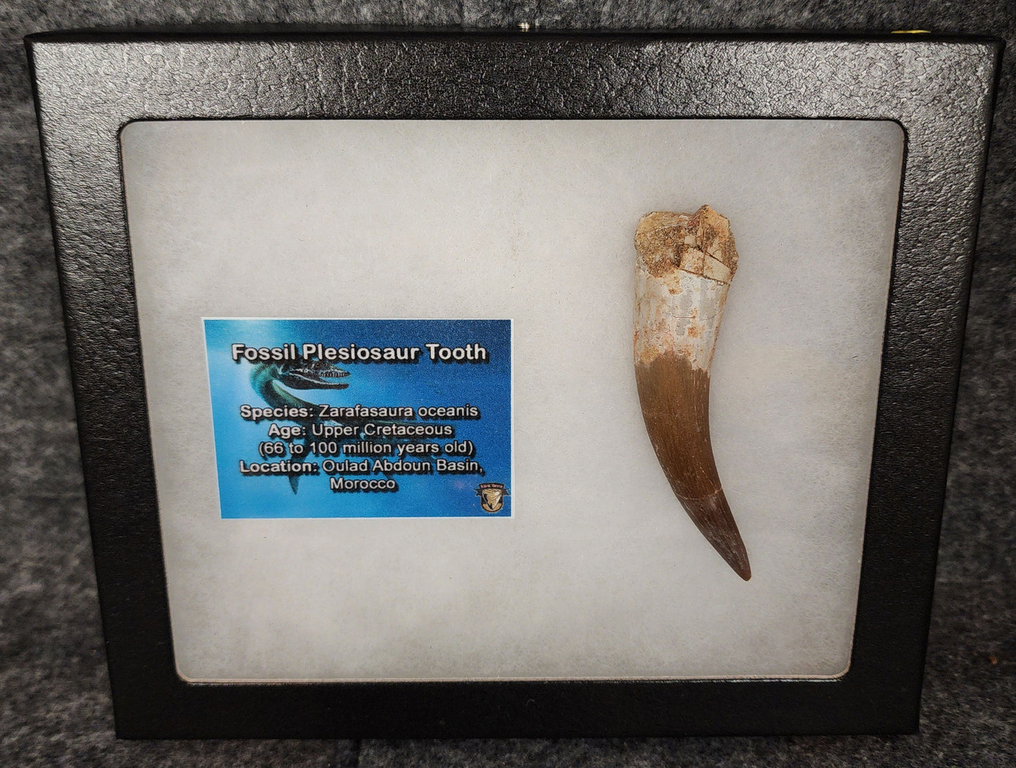 Authentic 2.78-inch fossil Plesiosaur tooth from Morocco - full view