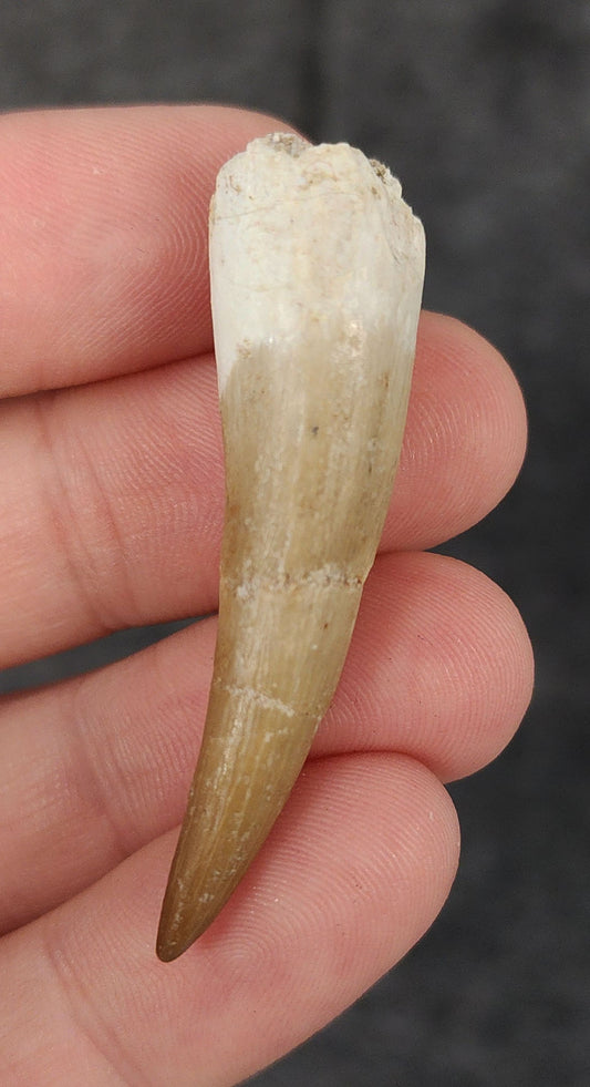Authentic 1.99-inch Plesiosaur tooth fossil from Morocco - full view