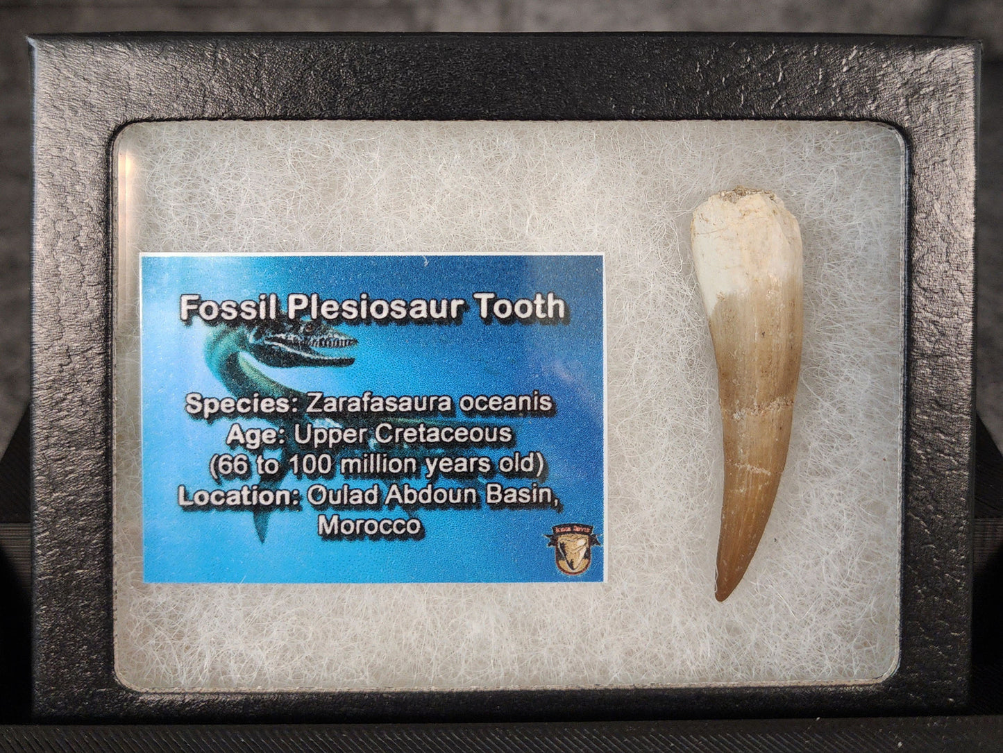 Detail view of 1.99-inch Plesiosaur fossil tooth from Morocco
