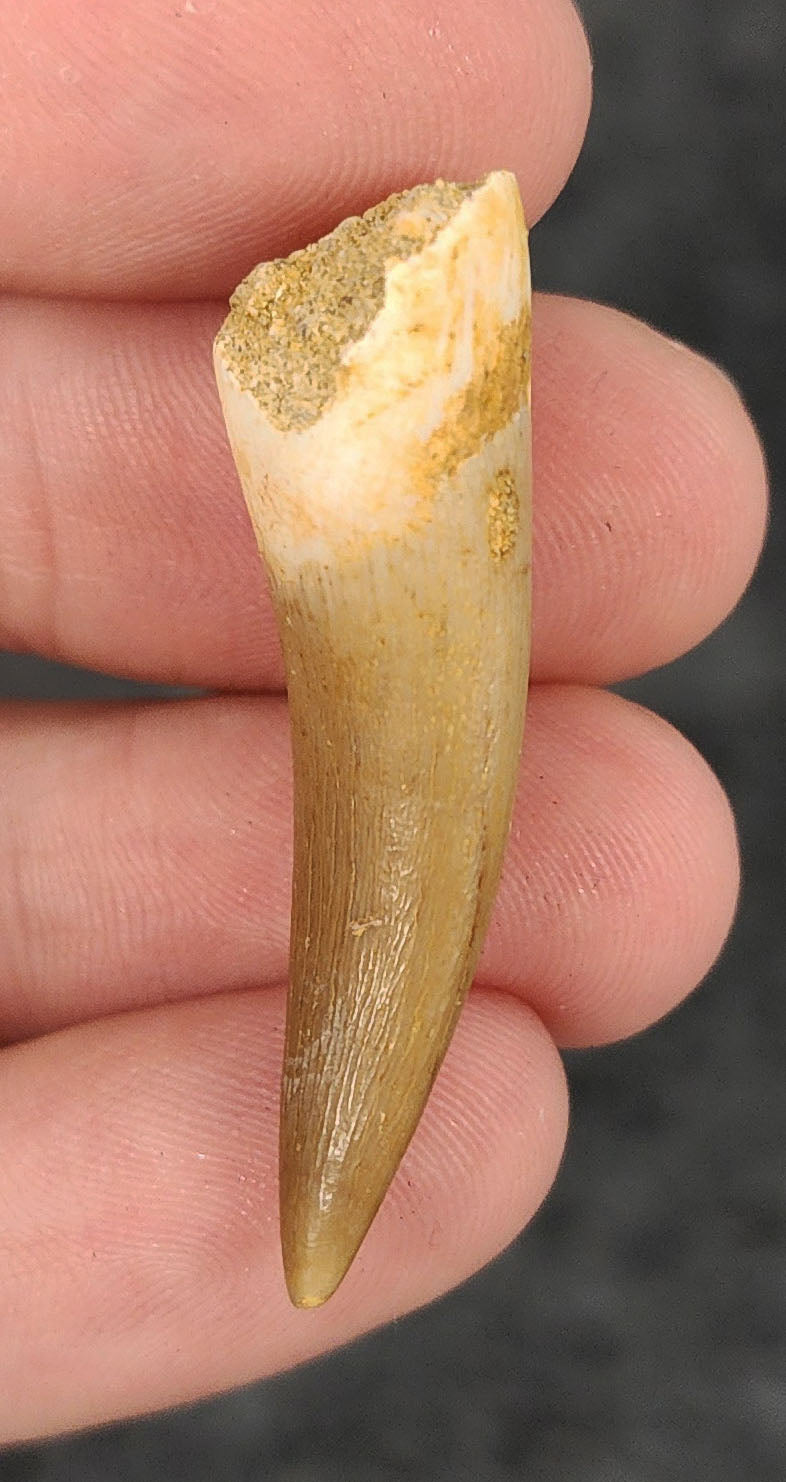 Close-up side angle of a 1.63-inch Plesiosaur fossil tooth from Morocco