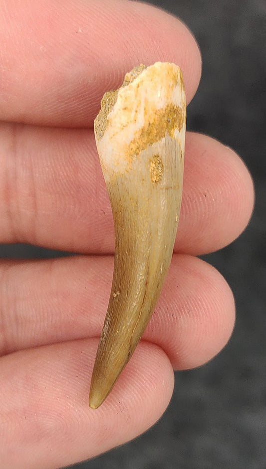 Authentic 1.63-inch fossil Plesiosaur tooth from Morocco - full view