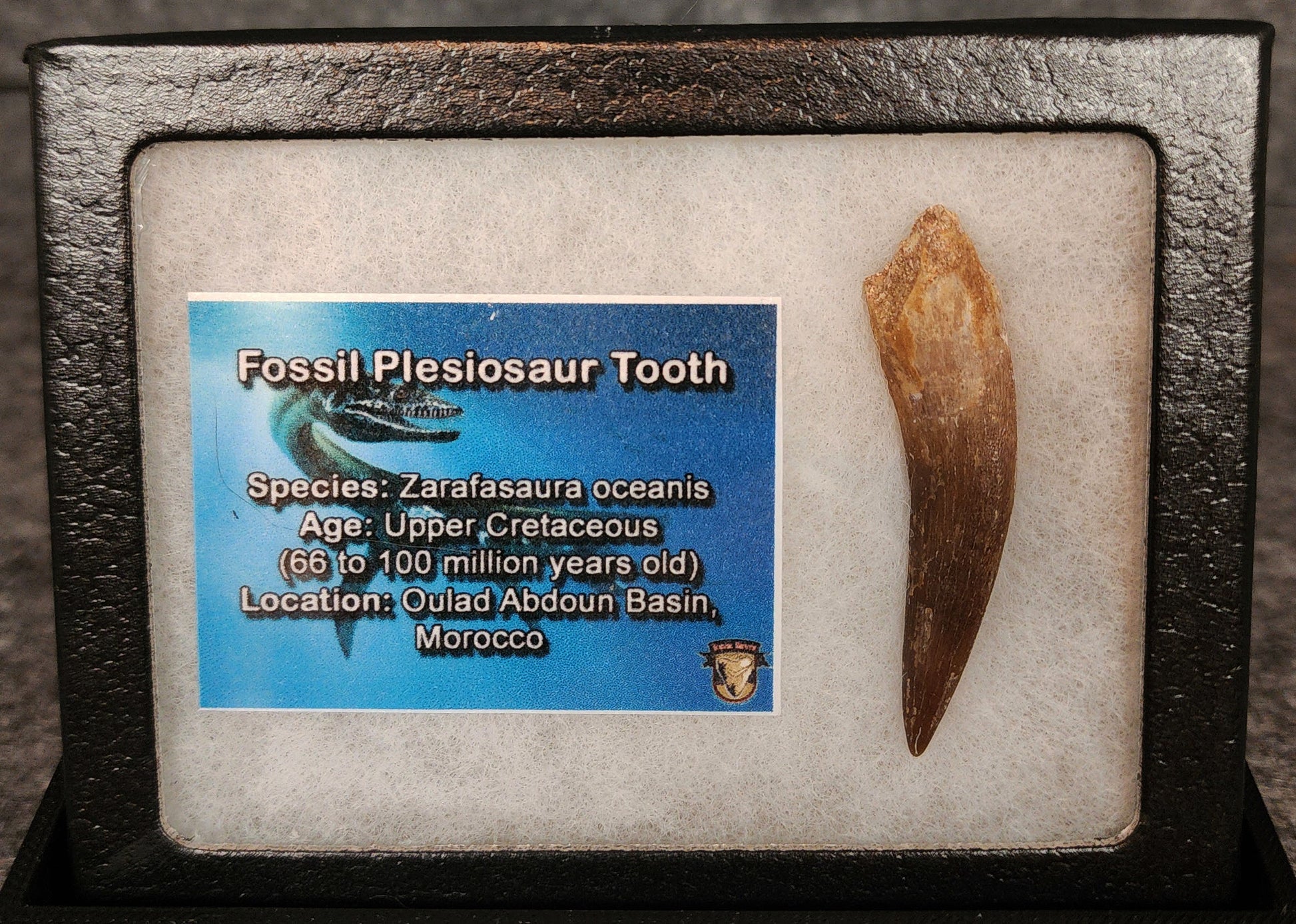 Authentic 1.99-inch fossil Plesiosaur tooth from Morocco - full view