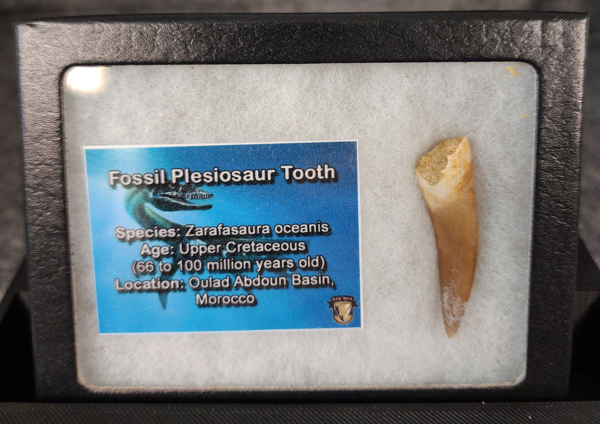 Detail of Plesiosaur tooth tip showing preservation - fossil from Morocco