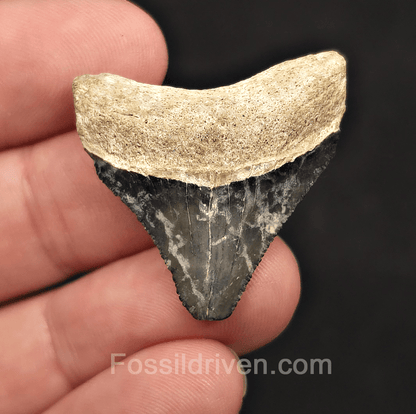 Posterior, 1.38" Megalodon Tooth - Bone Valley, Florida - Fossil Driven