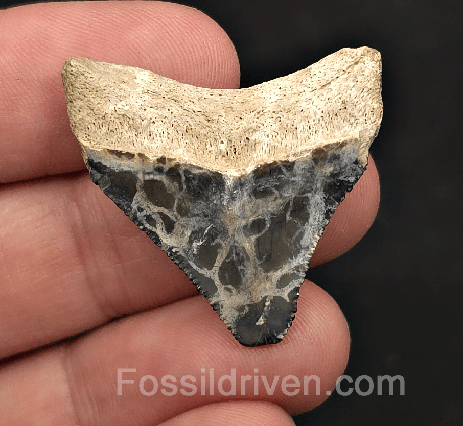 Posterior, 1.38" Megalodon Tooth - Bone Valley, Florida - Fossil Driven