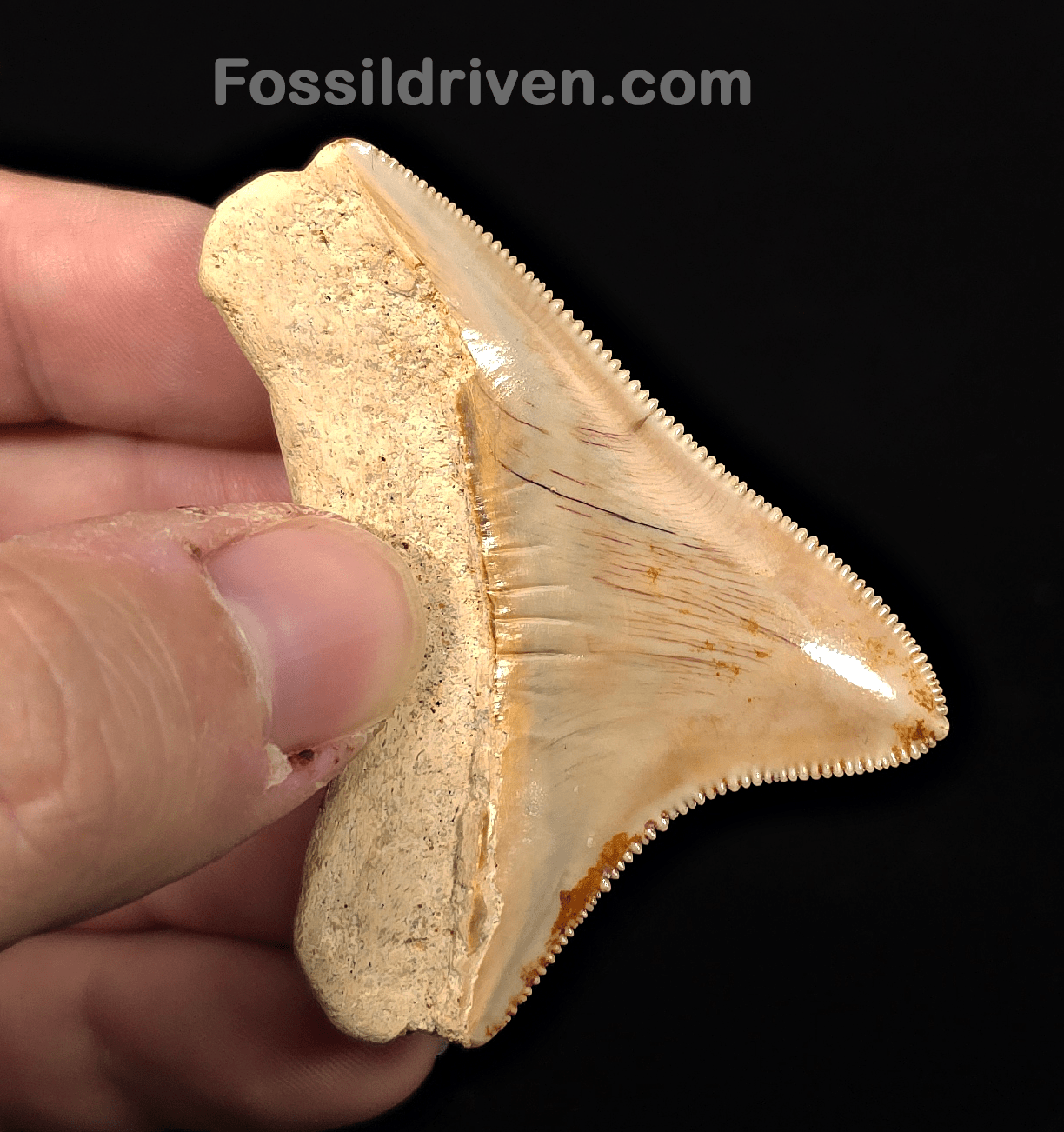 Posterior, 2.33" Fossil Megalodon Tooth - Java, Indonesia - Fossil Driven