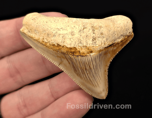 Posterior, 2.33" Fossil Megalodon Tooth - Java, Indonesia - Fossil Driven