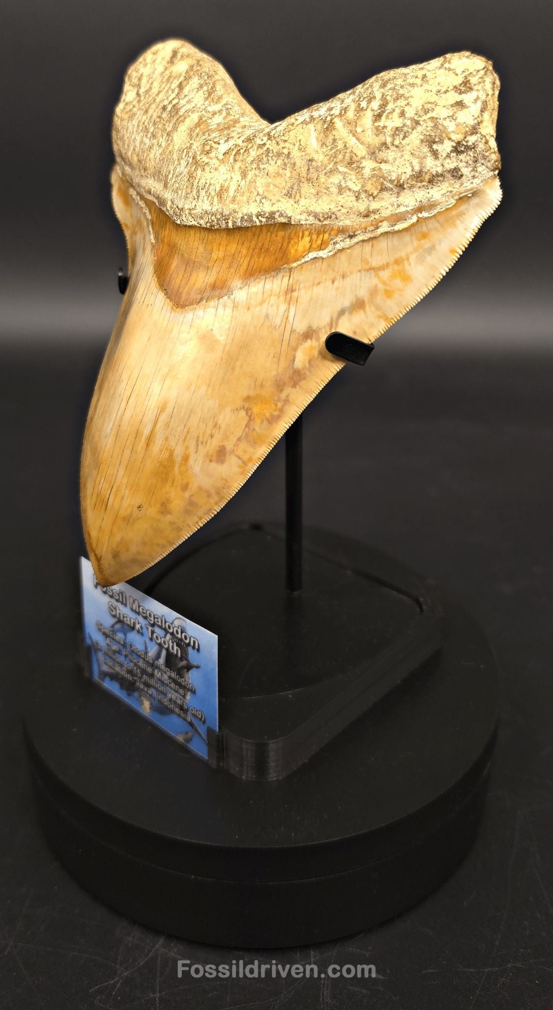 Premium Megalodon Tooth Display Stand with Magnetic Info Base (5"+) - Fossil Driven