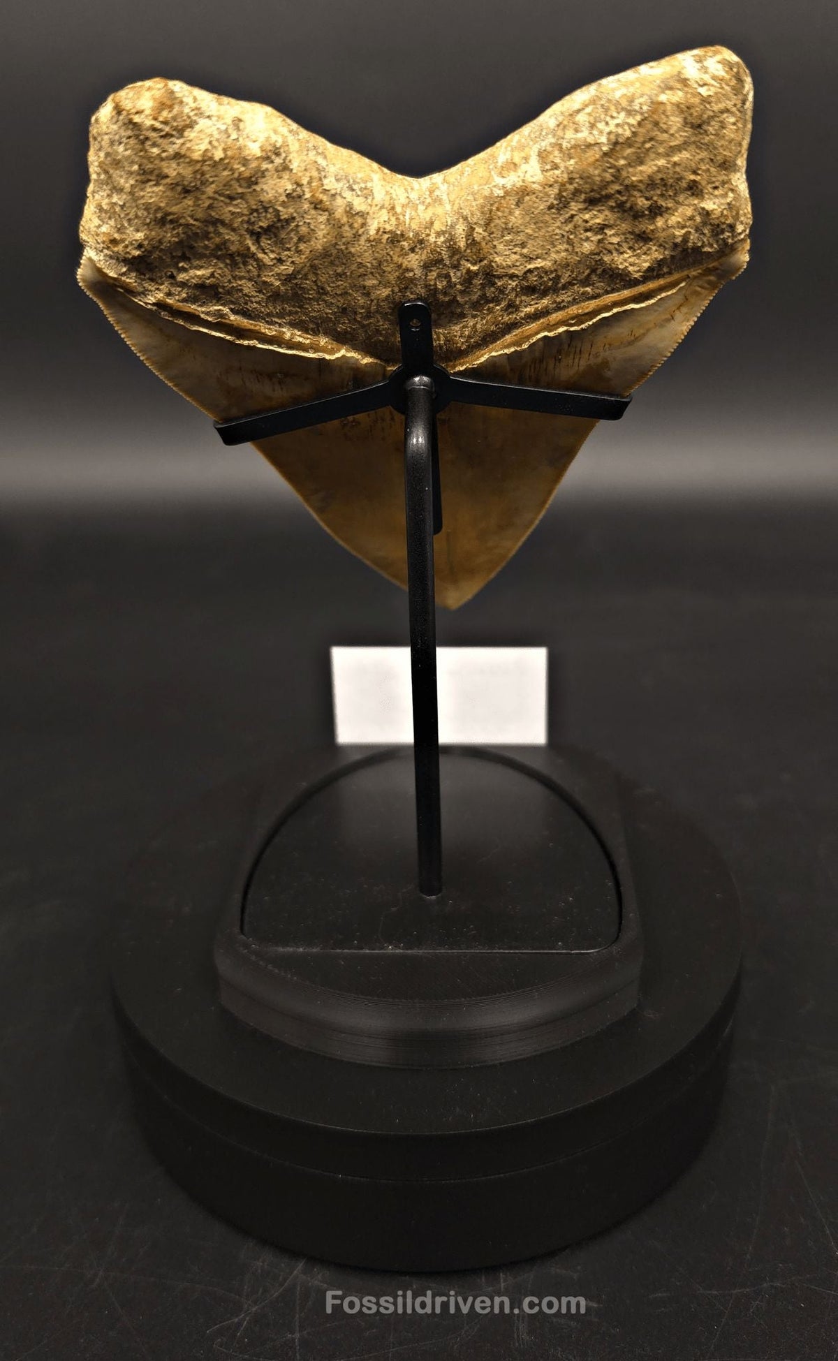 Premium Megalodon Tooth Display Stand with Magnetic Info Base (5"+) - Fossil Driven