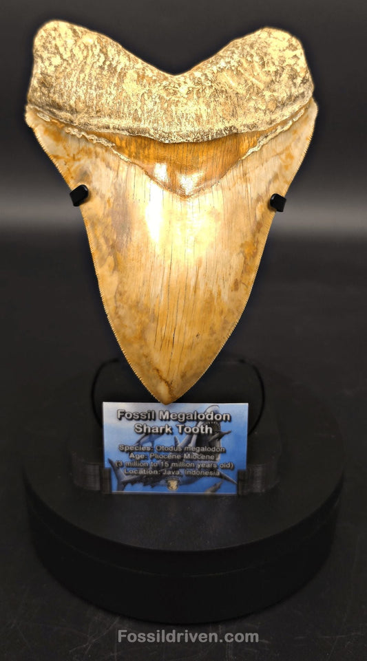 Premium Megalodon Tooth Display Stand with Magnetic Info Base (5"+) - Fossil Driven