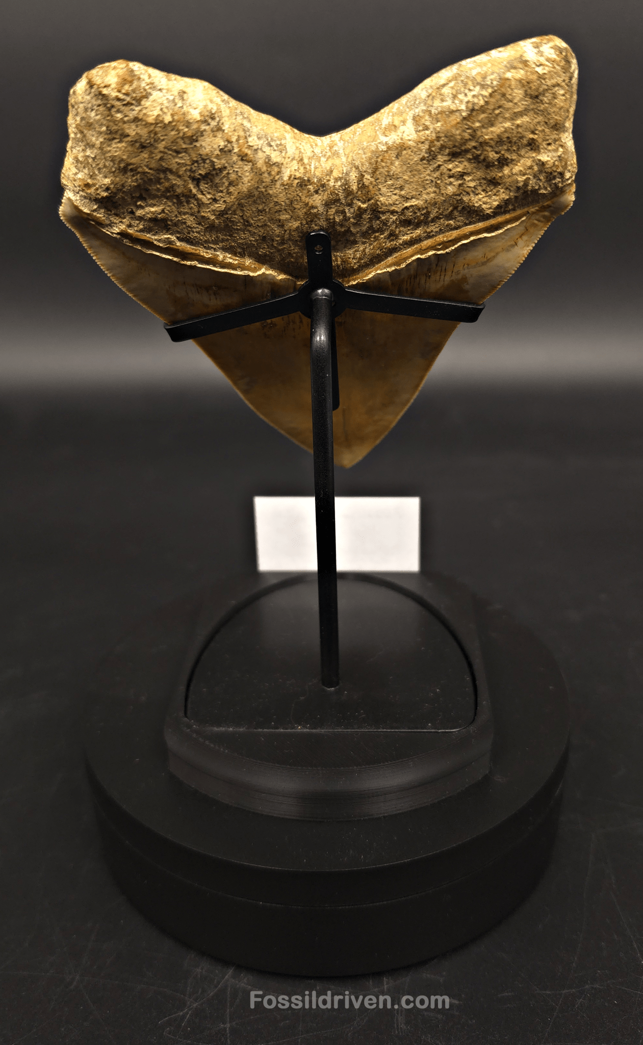 Premium Megalodon Tooth Display Stand with Magnetic Info Base (5"+) - Fossil Driven