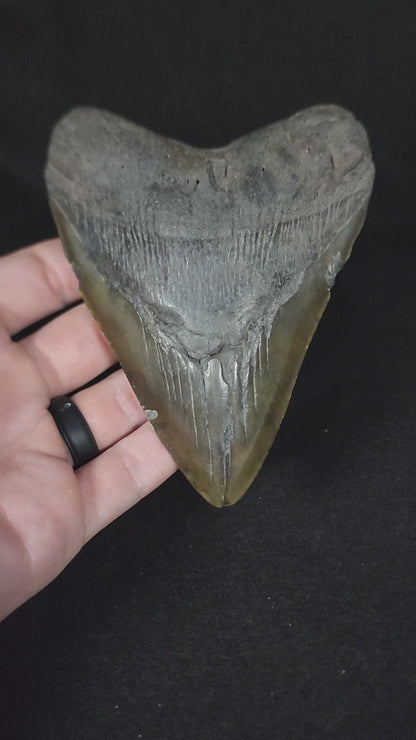 Authentic, 4.93" Fossil Megalodon Tooth - South Carolina