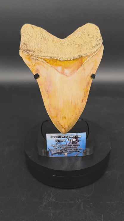 Premium Megalodon Tooth Display Stand with Magnetic Info Base (5"+)