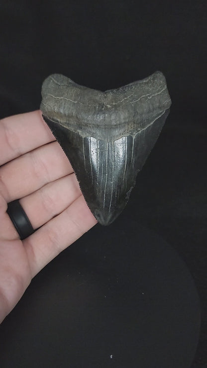 Authentic, 3.30" Fossil Megalodon Tooth - South Carolina