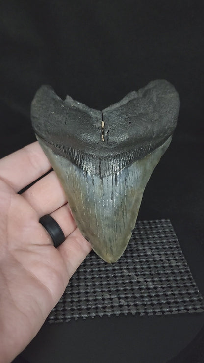 Authentic, 4.76" Fossil Megalodon Tooth - South Carolina