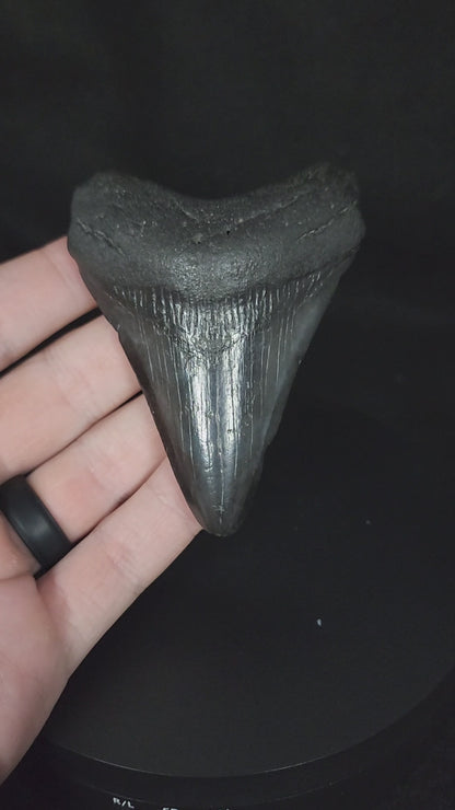 Authentic, 3.38" Fossil Megalodon Tooth - South Carolina