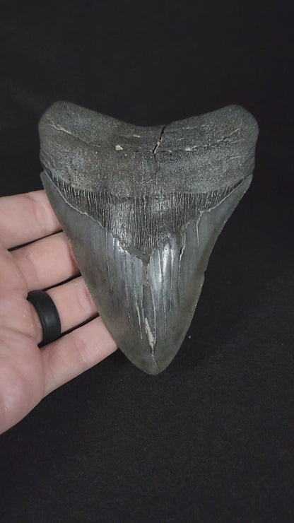 Authentic, 5.10" Fossil Megalodon Tooth - South Carolina