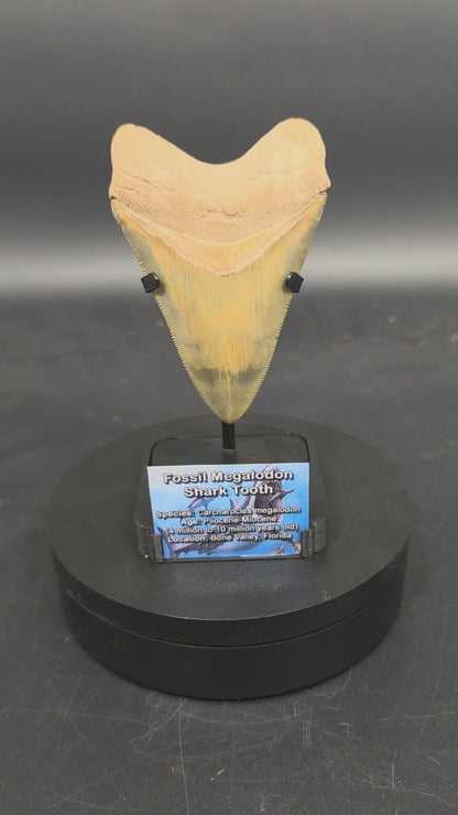 Fossil Megalodon Tooth Display Stand with Magnetic Info Base (3"–5" Teeth)