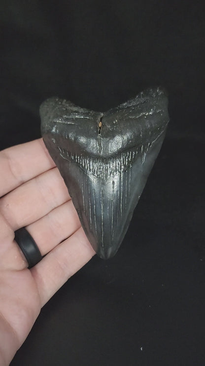 Authentic, 3.92" Fossil Megalodon Tooth - South Carolina